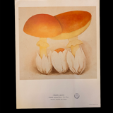 Illustration poster Pierre Joseph Redouté