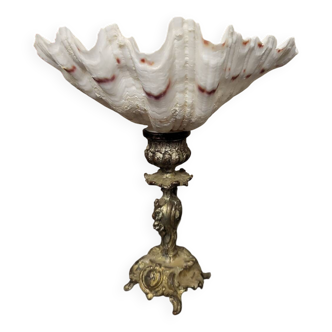 Coquille marine