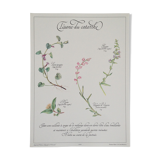 Botanical poster is a tisane
