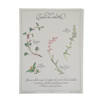 Affiche botanique tisane
