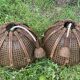 Duo of rattan and glass chandeliers