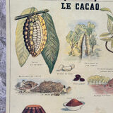 Deyrolle le cacao poster