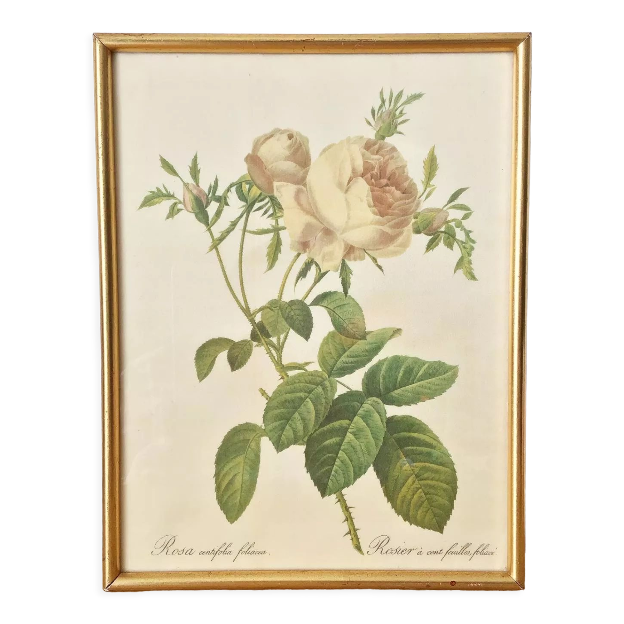 Vintage dreaded rose frame on fabric