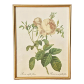 Cadre rosier Redouté vintage sur tissu