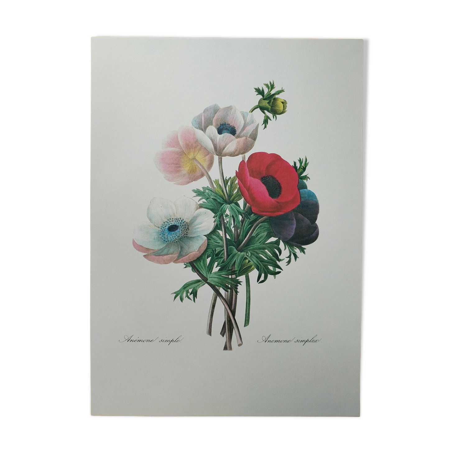 Planche illustrée originale Anémone simple