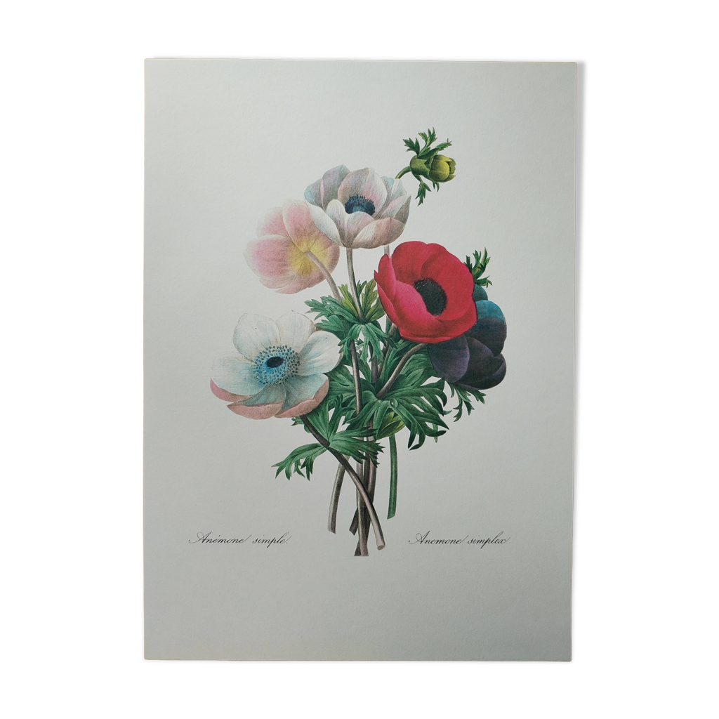 Cadre Ancien Avec Reproduction D'anémone Redouté - Décoration Vintage, Occasion à Vérifier