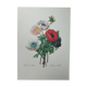 Original illustrated plate Simple anemone