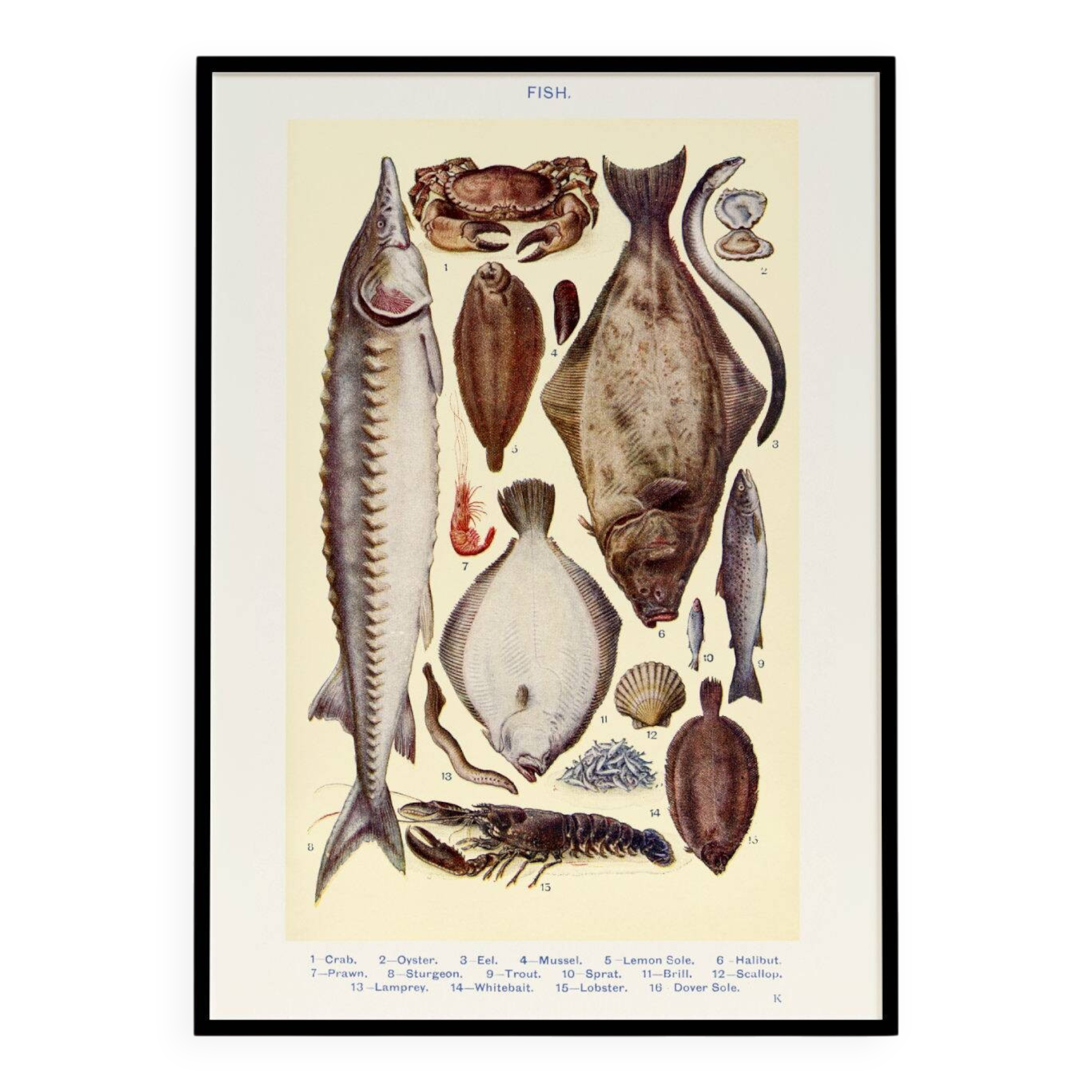 Affiche sur les poissons, d’après une lithographie ancienne de 1923.