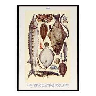 Poster on fish, based on an old lithograph from 1923.