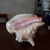 Shell conch