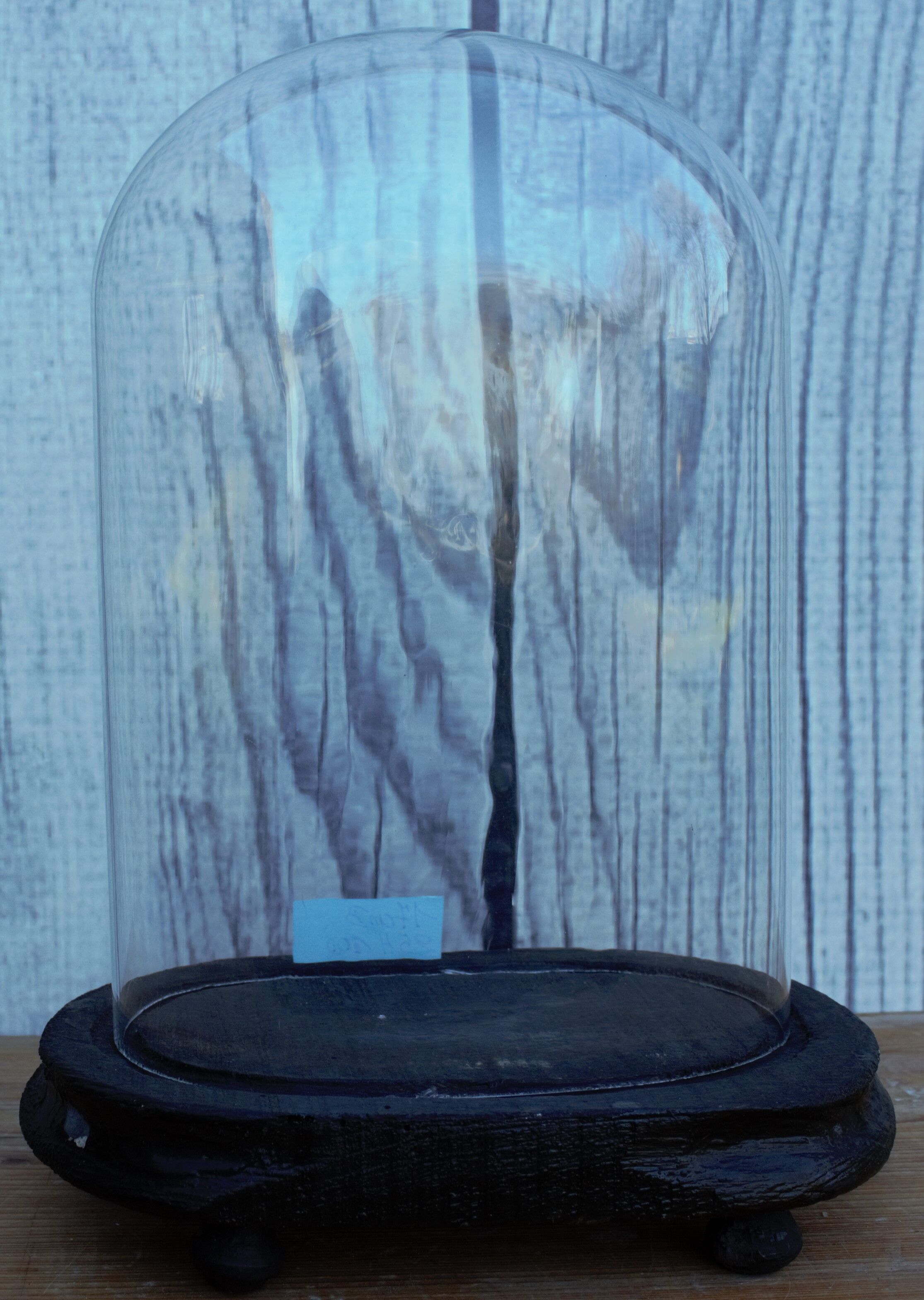 Antique wedding globe in oval glass 27 cm high