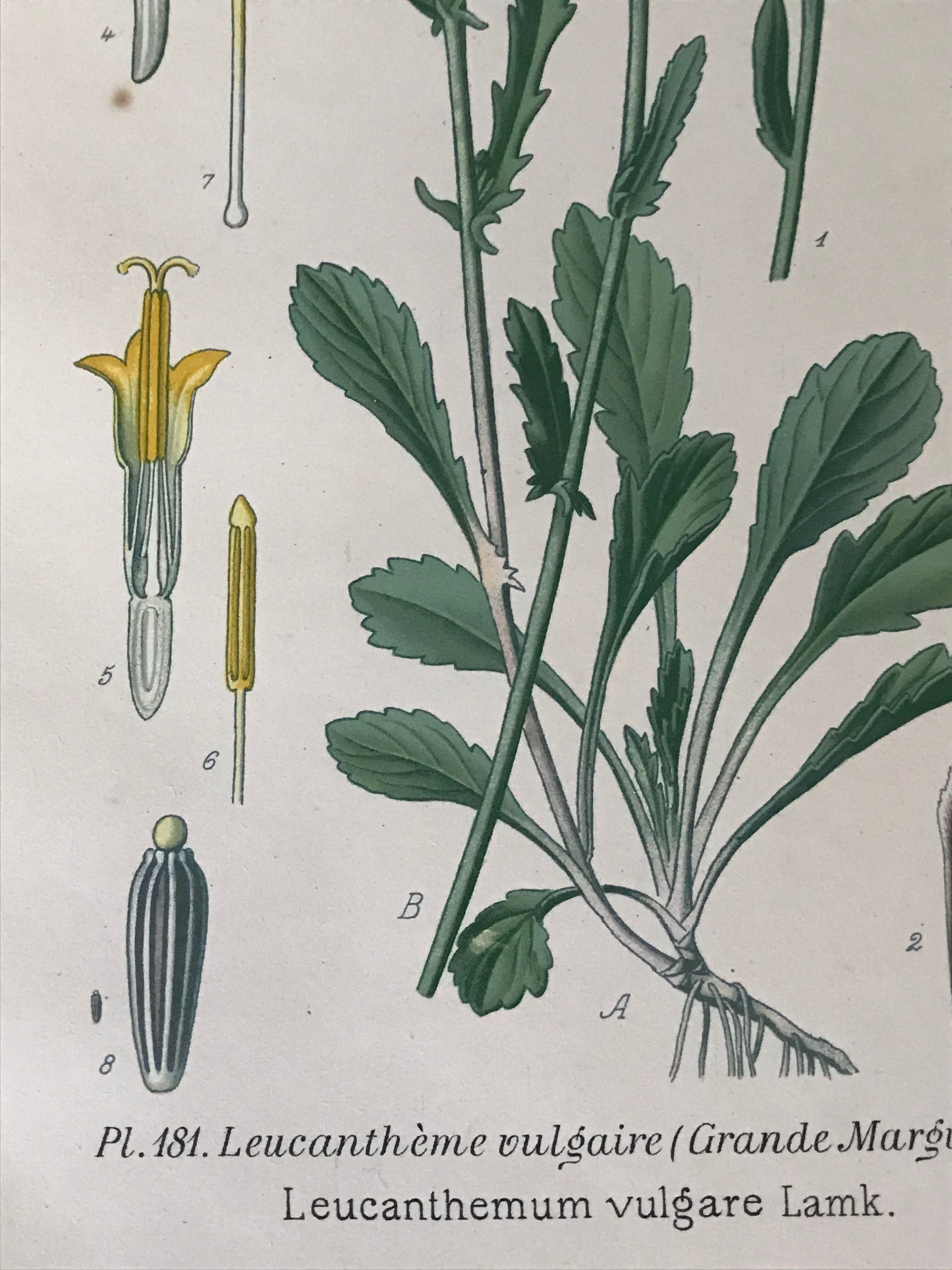 Botanical flowering boards of 19th century fields