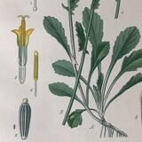 Botanical flowering boards of 19th century fields