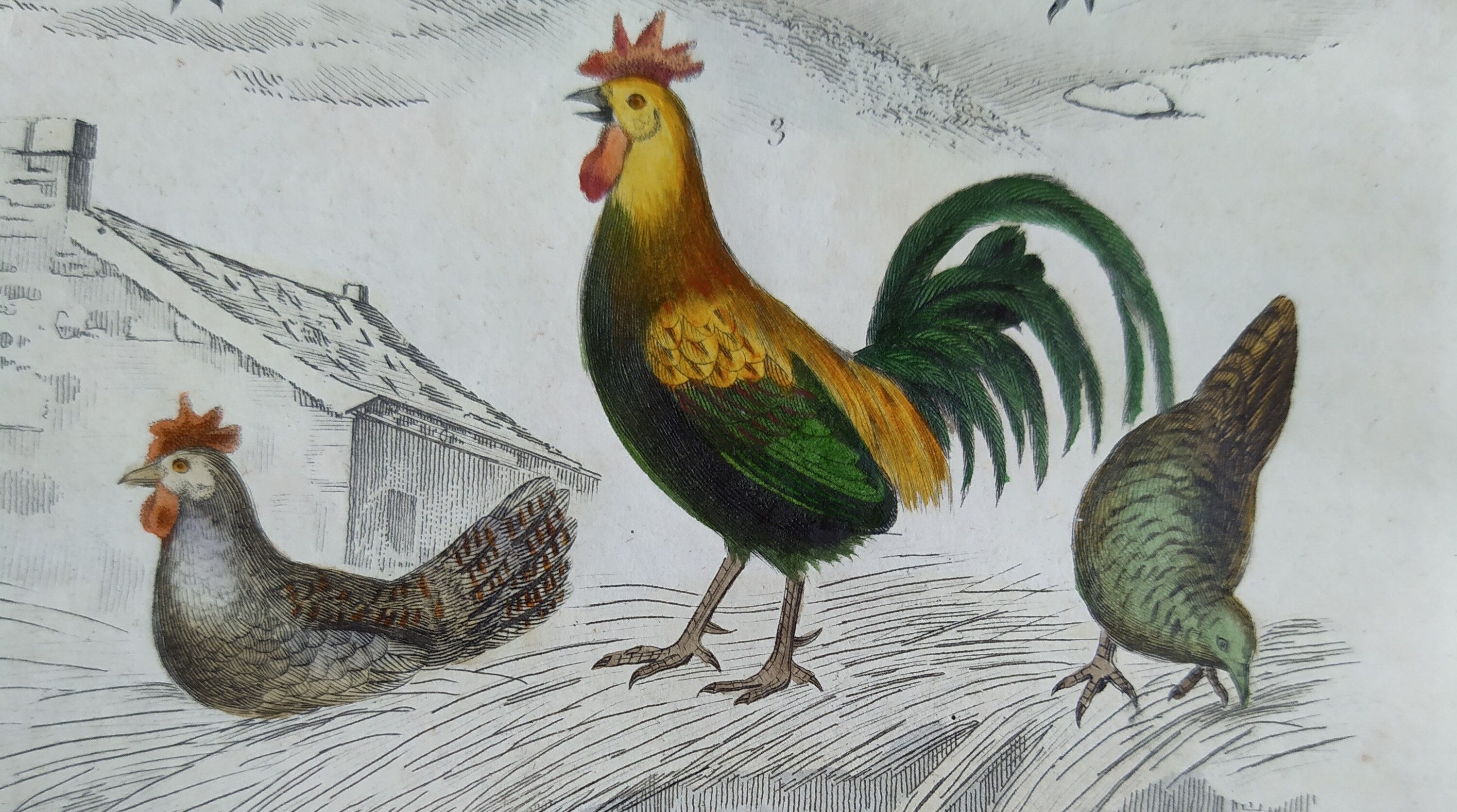 Planche Ornithologique originale " Outarde - Houbara - Coq & Poules - &c... " Buffon 1836