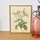 Vintage dreaded rose frame on fabric