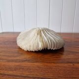 Beautiful sized 70s white coral, shell