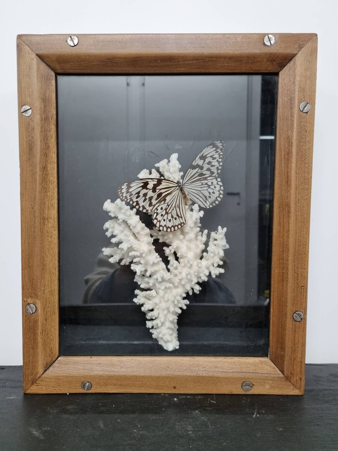 Butterfly and coral display case