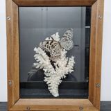 Vitrine papillon et corail