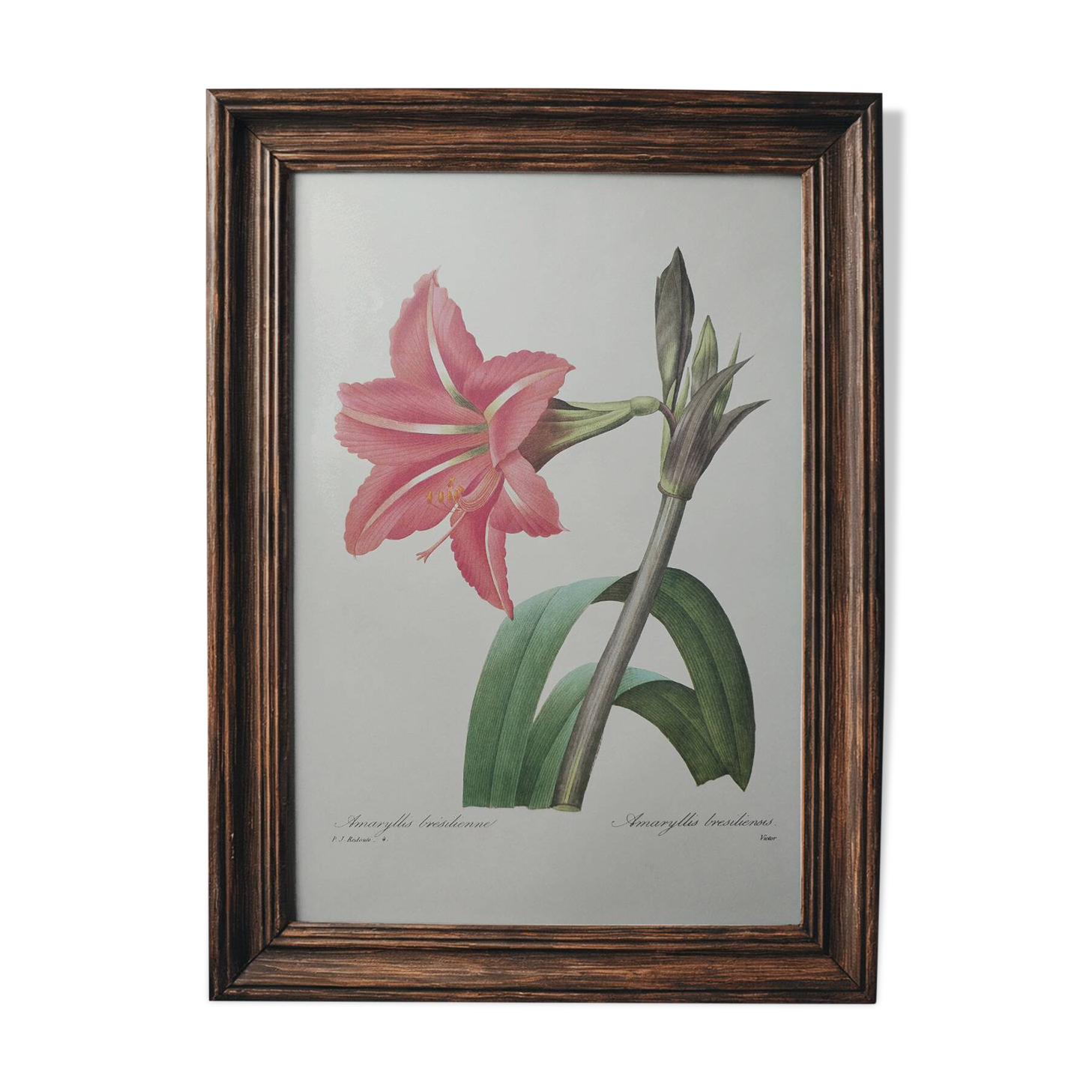 Original illustrated plate Brazilian Amaryllis