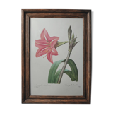Original illustrated plate Brazilian Amaryllis