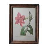 Original illustrated plate Brazilian Amaryllis