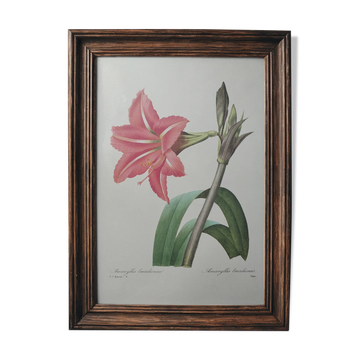Planche illustrée originale Amaryllis brésilienne