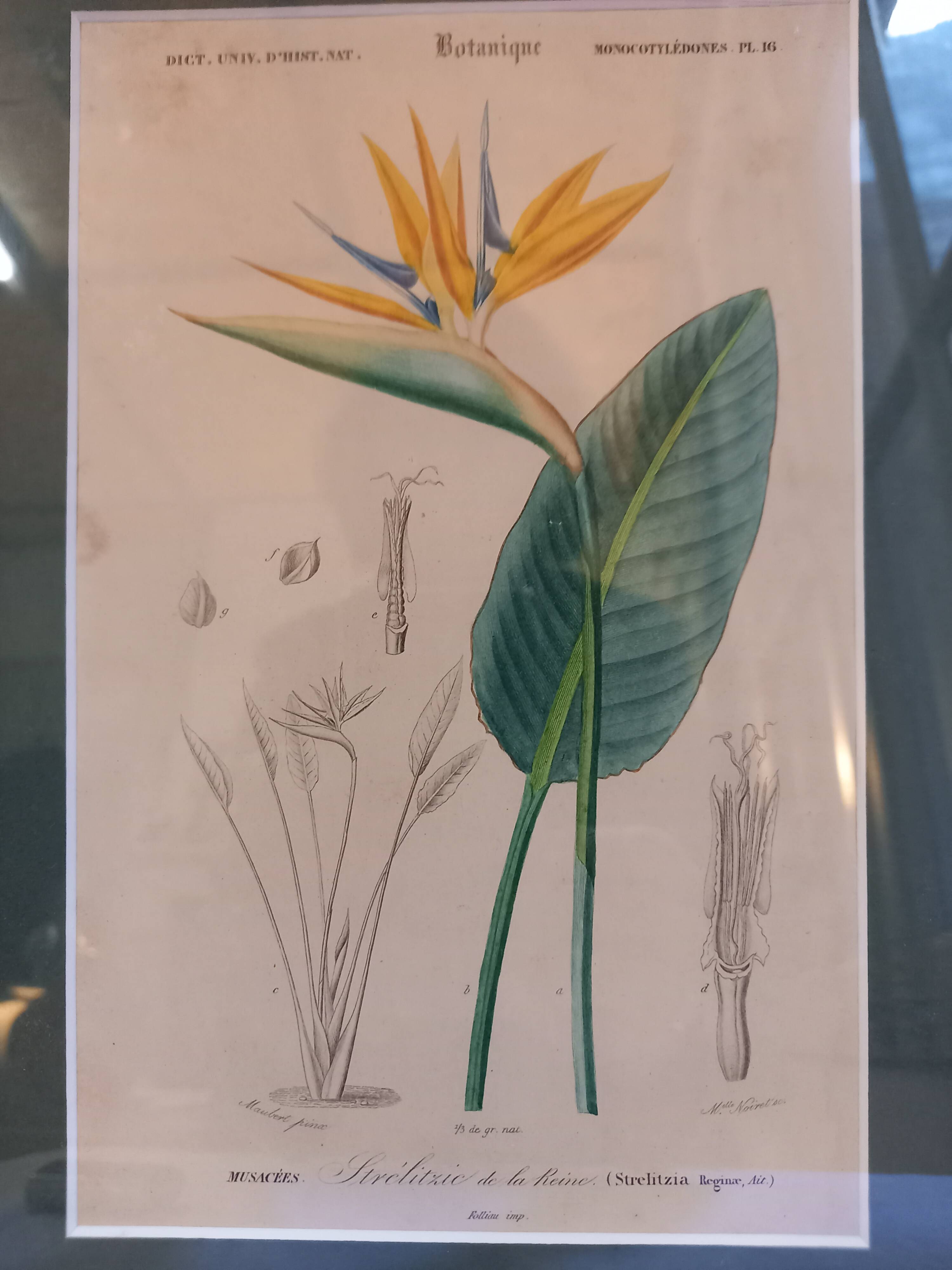 Old botanical plate, framed, representing a flower, queen's strétisia.
