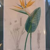 Old botanical plate, framed, representing a flower, queen's strétisia.