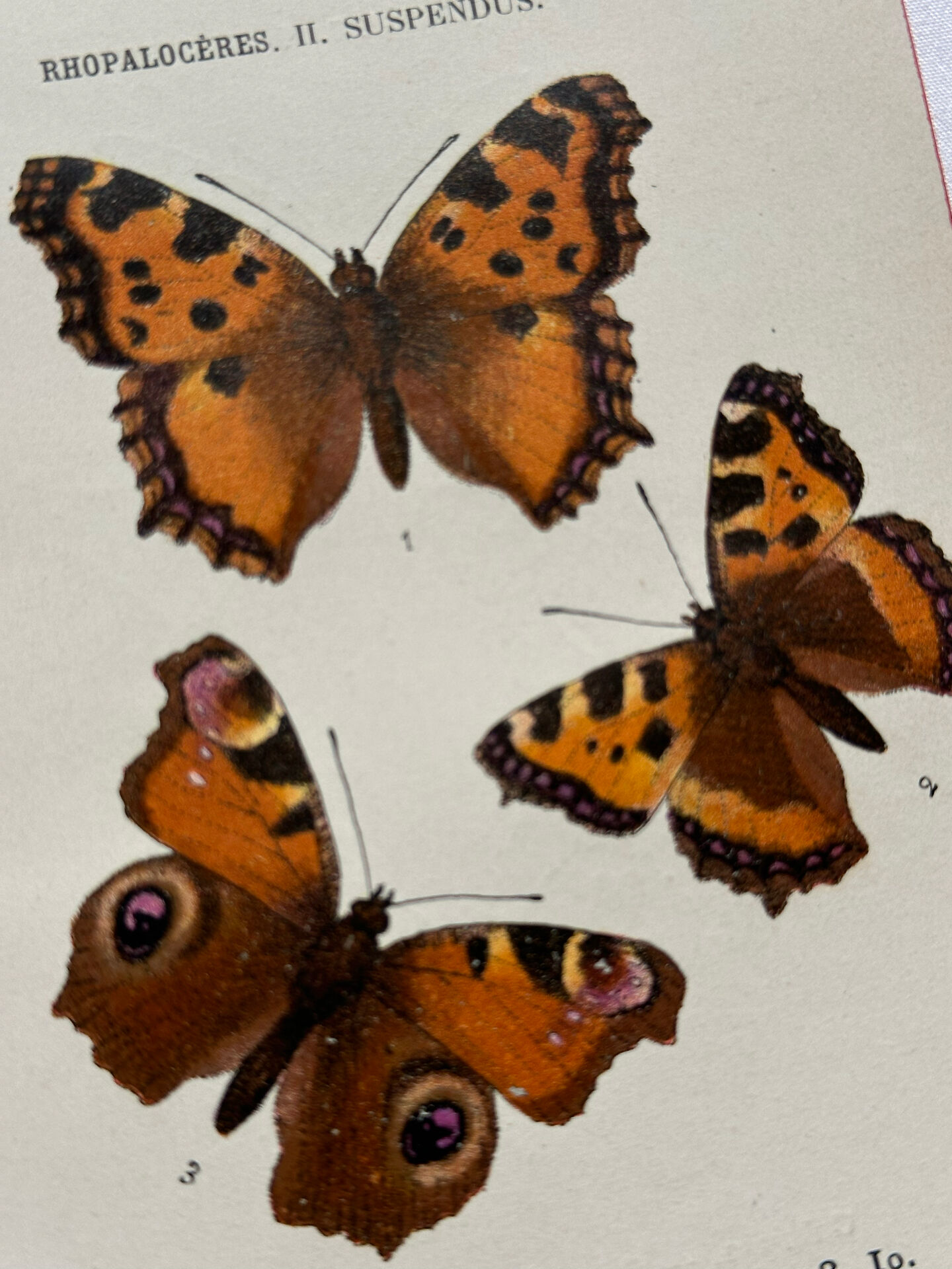 Botanical engraving double-sided butterflies naturalist plate etching