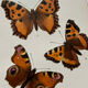 Botanical engraving double-sided butterflies naturalist plate etching