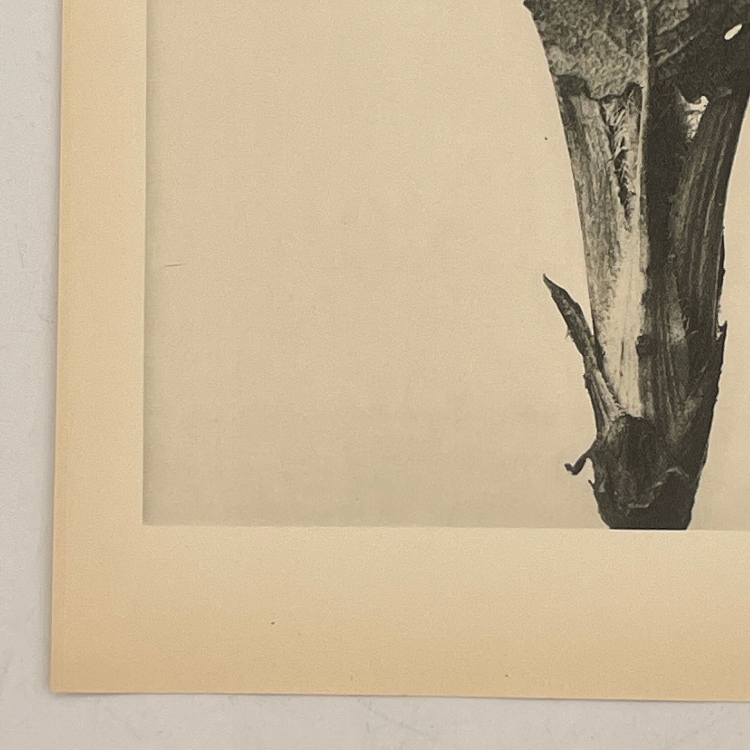 Rotogravure - Karl Blossfeldt