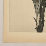 Rotogravure - Karl Blossfeldt