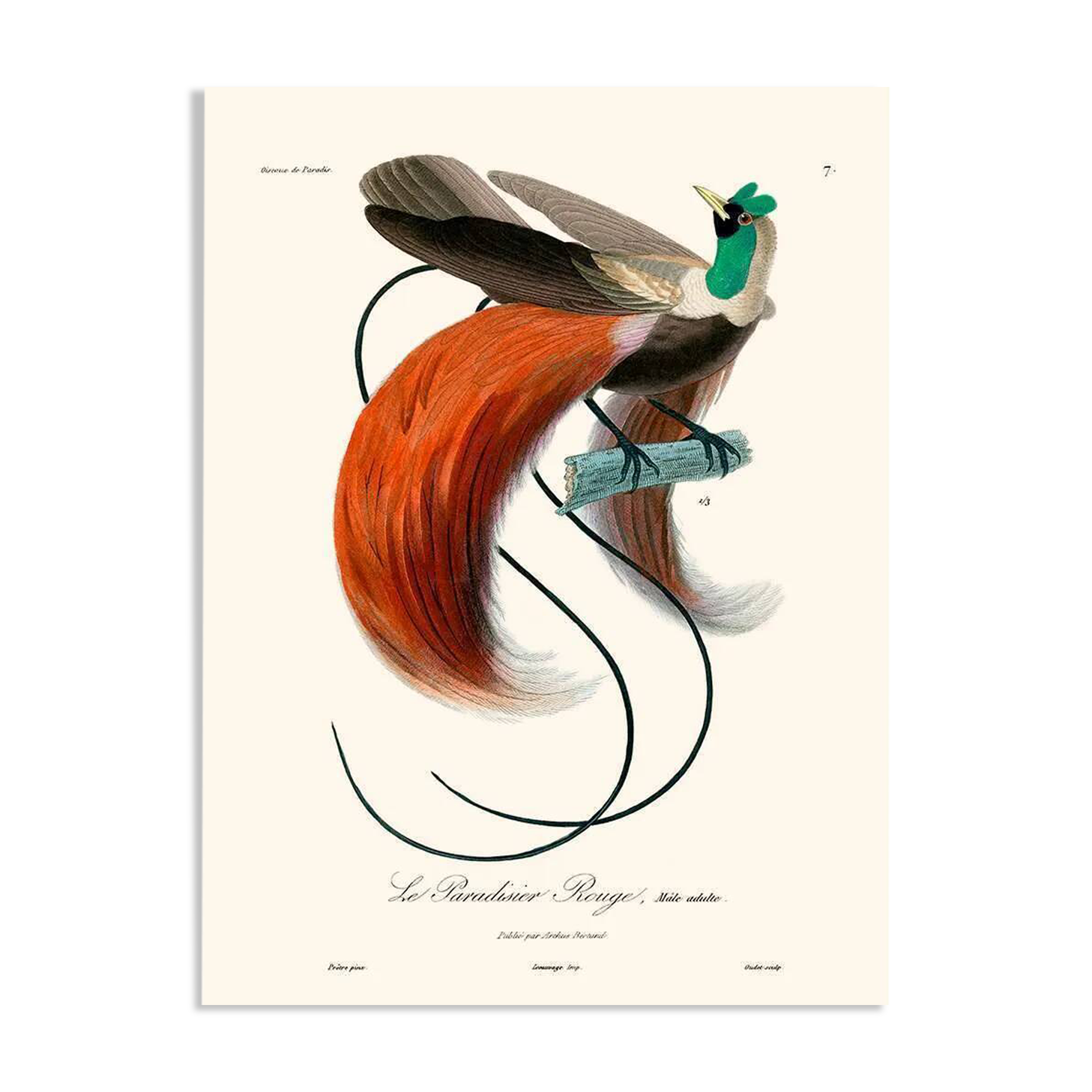 Vintage illustration of the Red Bird of Paradise (Paradisaea rubra) male with elegant red tail feathers.