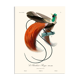 Vintage illustration of the Red Bird of Paradise (Paradisaea rubra) male with elegant red tail feathers.