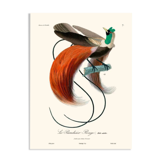 Vintage illustration of the Red Bird of Paradise (Paradisaea rubra) male with elegant red tail feathers.