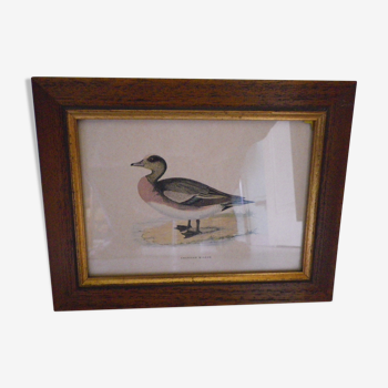 "American Wigeon" lithography with framing
