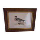 "American Wigeon" lithography with framing