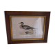 "American Wigeon" lithography with framing