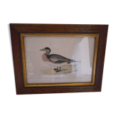 "American Wigeon" lithography with framing