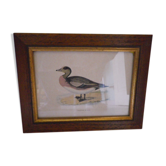 "American Wigeon" lithography with framing