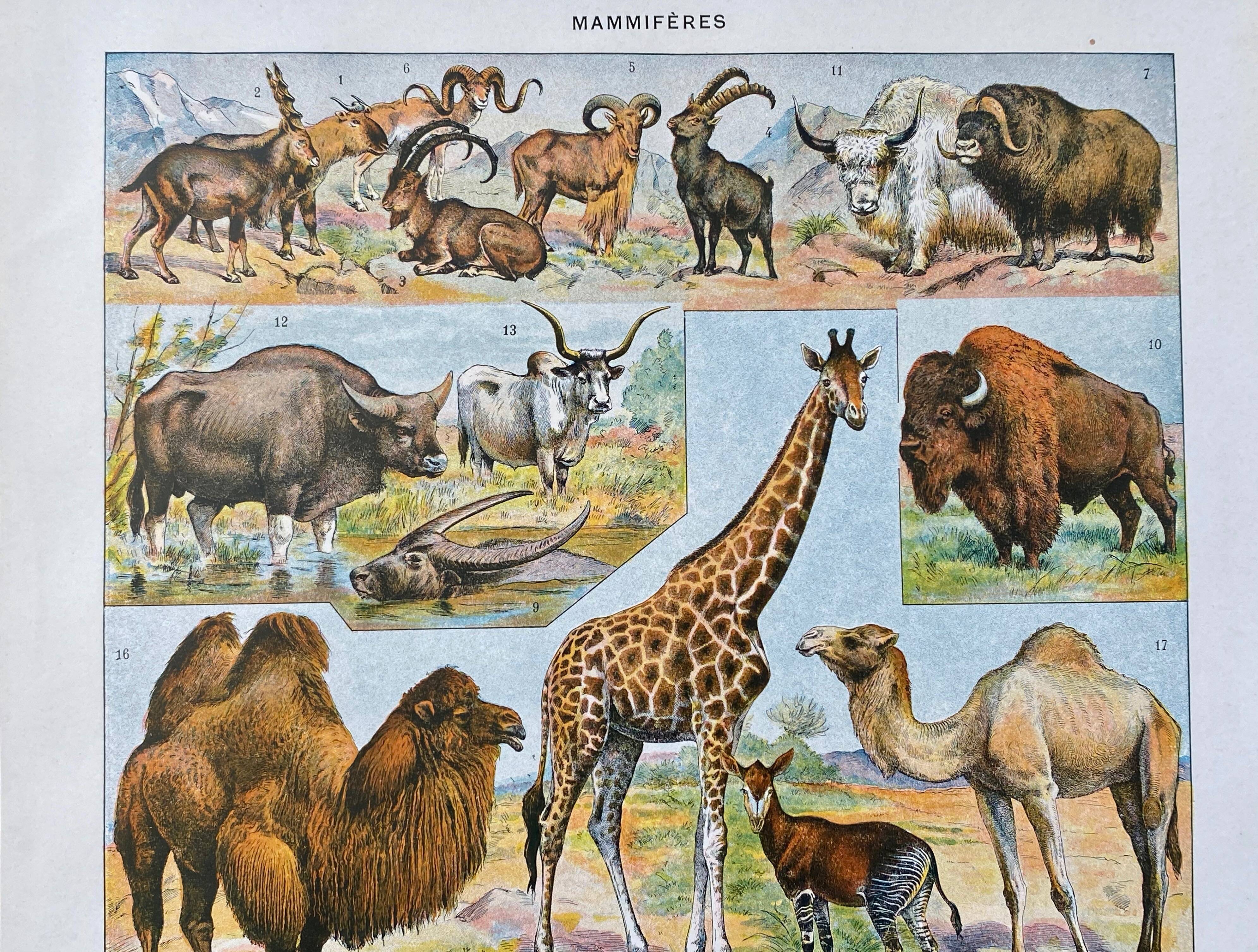 Illustration Millot "Mammals"