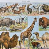 Illustration Millot "Mammals"