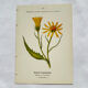 Coloured engraving hands botanical poster antique 1800 double-sided
