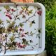 Plateau Villeroy and Boch Botanic