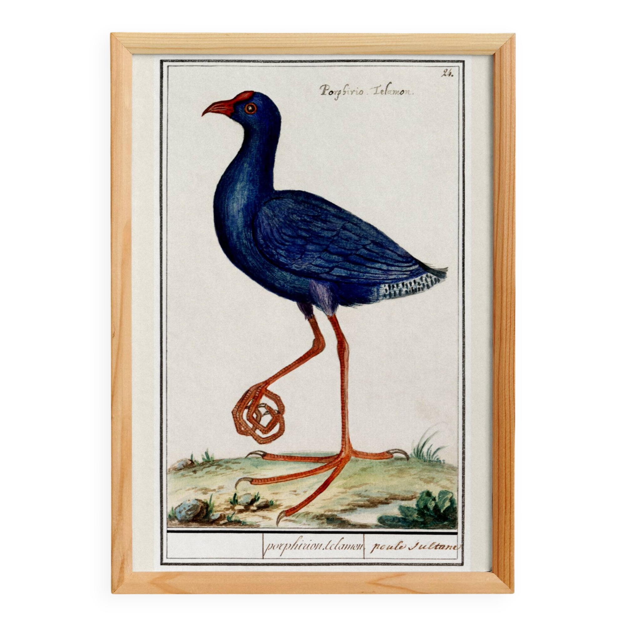 Affiche sur la poule sultane, d'après une gravure ancienne de 1610
