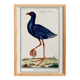 Affiche sur la poule sultane, d'après une gravure ancienne de 1610