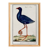 Small poster on the sultana hen, after an old engraving from 1610.