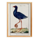 Affiche sur la poule sultane, d'après une gravure ancienne de 1610