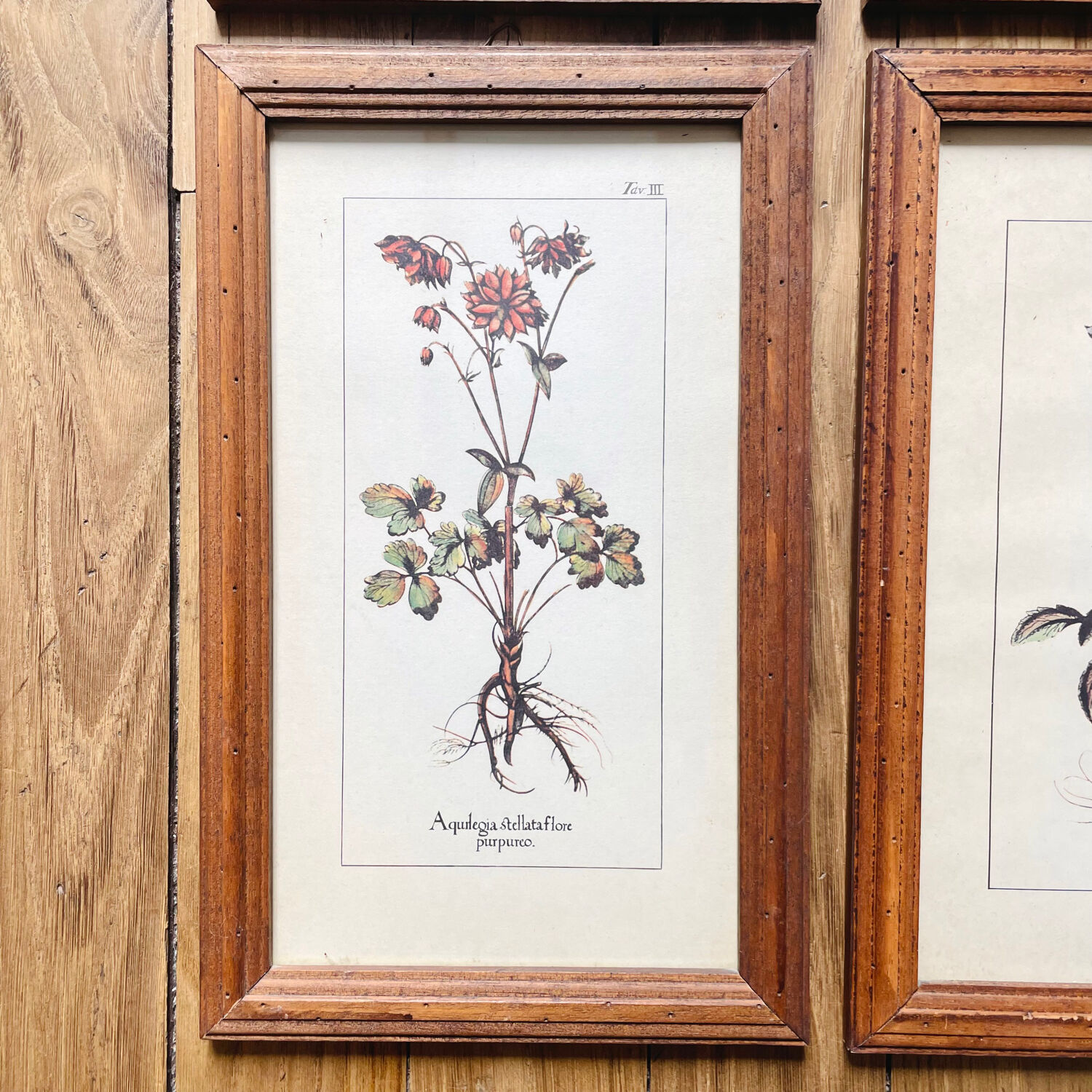 Set of 4 herbarium-type posters