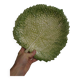 Salad bowl sunflower drainer in slip